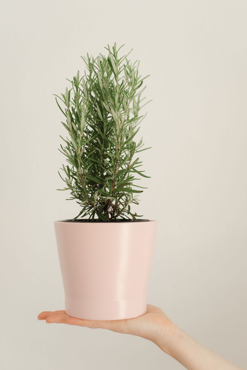 Keep Cuttings Warm In Indirect Light