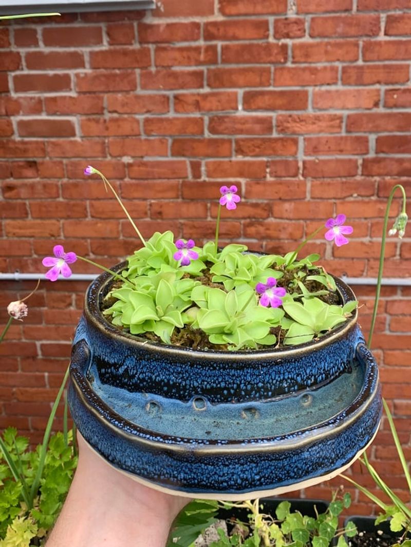 Keep Dark Pots Away From Full Sun