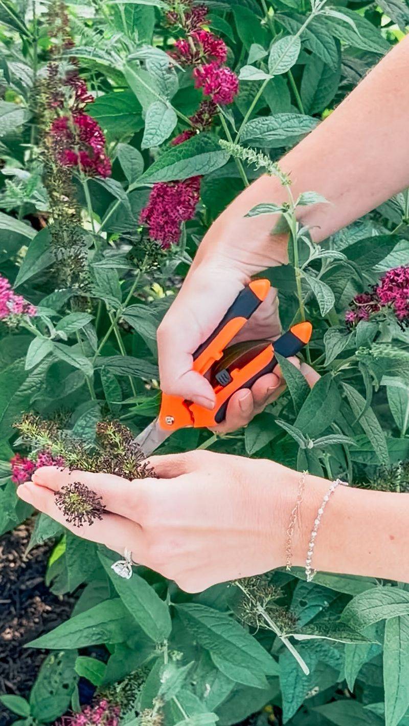 Keep Deadheading As Flowers Fade