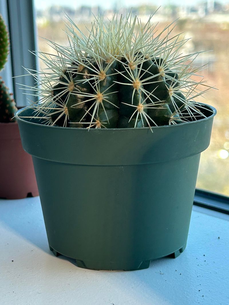 Keep Desert Cacti In The Driest Rooms Keep Desert Cacti In The Driest Rooms