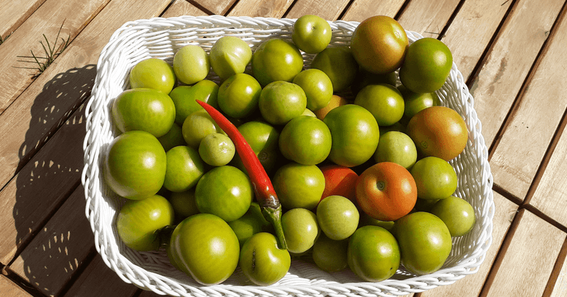 Keep Direct Sun Off Stored Tomatoes