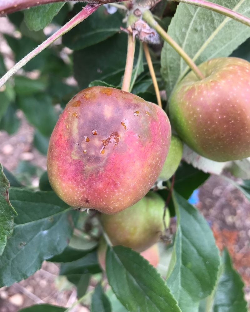 Keep Disease Protection Going Toward Harvest