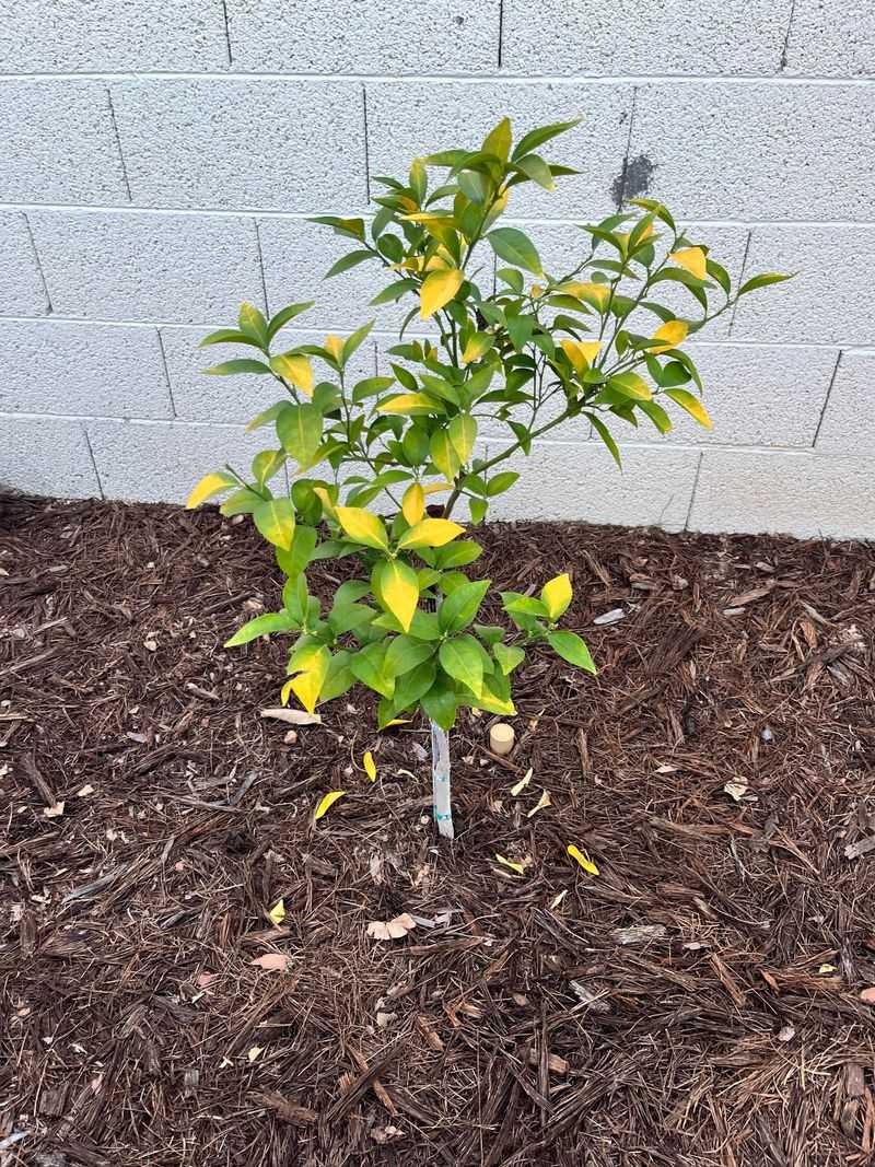 Keep Each Watering Long Enough For Deep Roots
