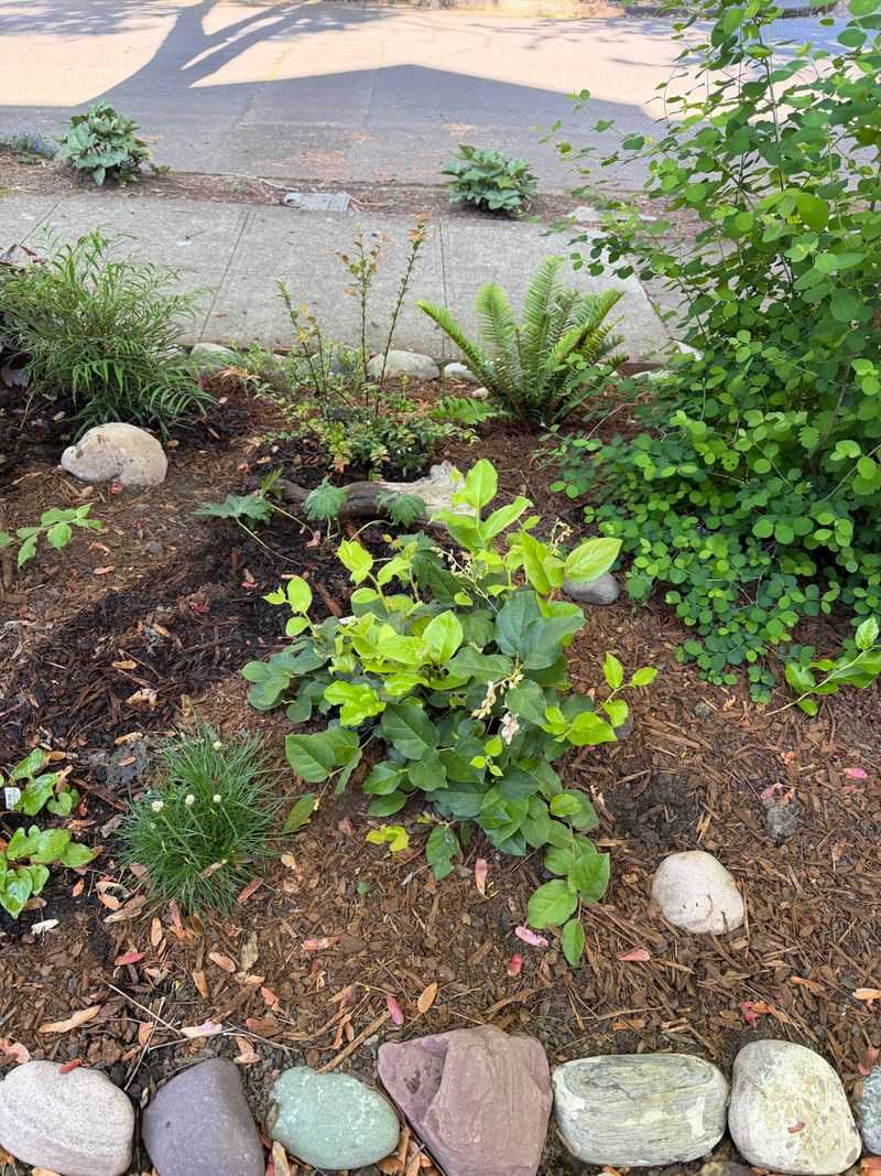 Keep Evergreen Foliage Under The Canopy