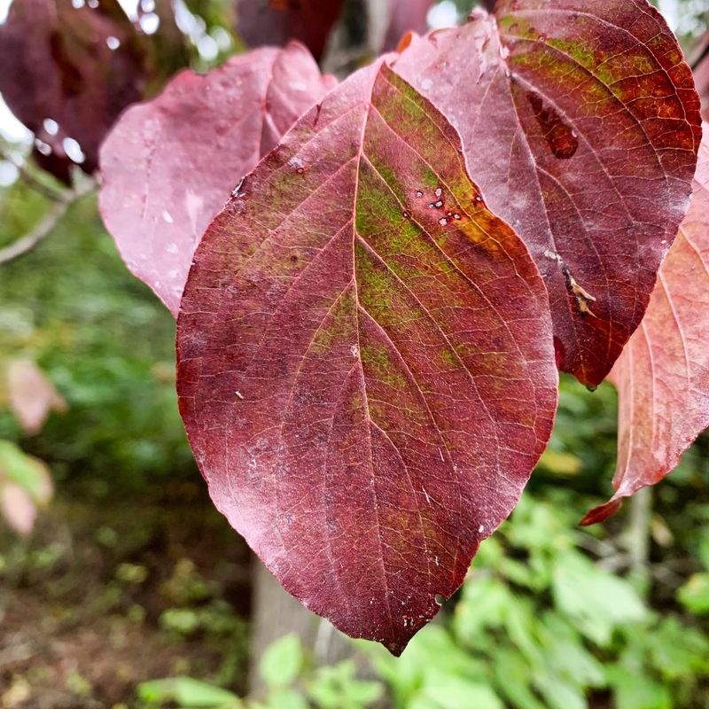 Keep Fallen Leaves From Hiding Tree Problems