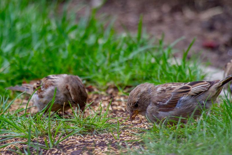 Keep Fallen Seed Off The Ground Keep Fallen Seed Off The Ground