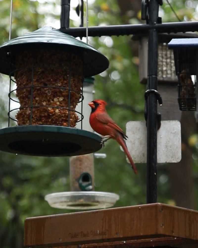 Keep Feeders Near Cover Without Hiding Them In Shrubs Keep Feeders Near Cover Without Hiding Them In Shrubs