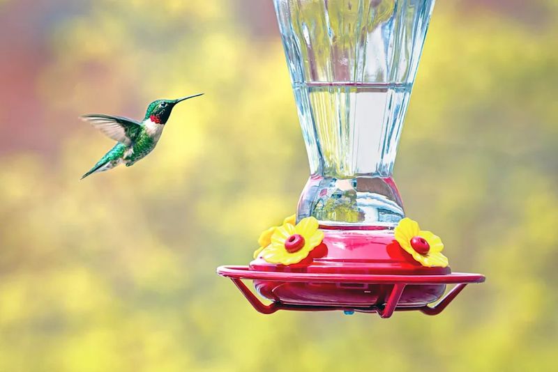 Keep Feeders Up Through Fall Migration Keep Feeders Up Through Fall Migration