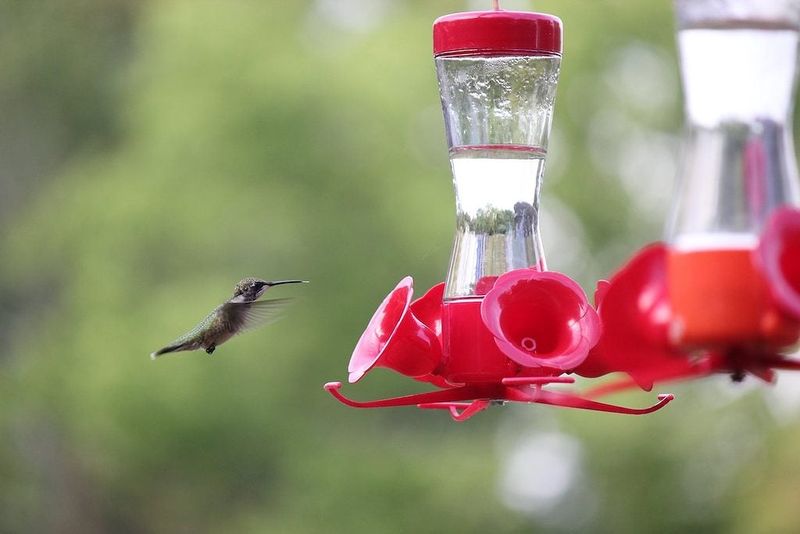Keep Feeding After The Last Sighting Keep Feeding After The Last Sighting