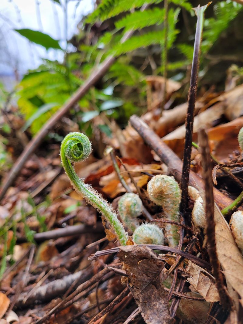 Keep Fiddleheads Beside Forest Streams
