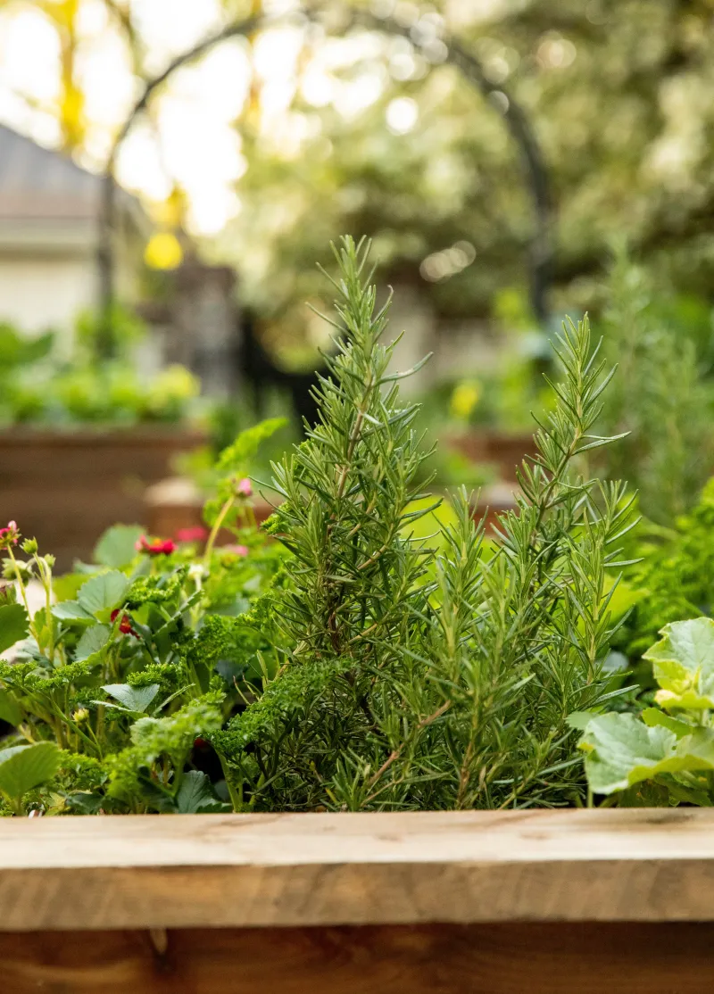 Keep Fragrant Sprigs Close To The Kitchen Keep Fragrant Sprigs Close To The Kitchen
