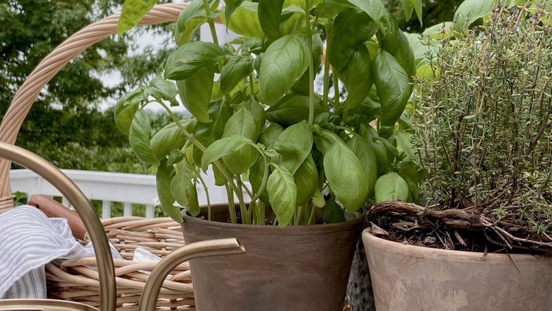 Keep Fresh Herbs Growing Strong Into September Keep Fresh Herbs Growing Strong Into September