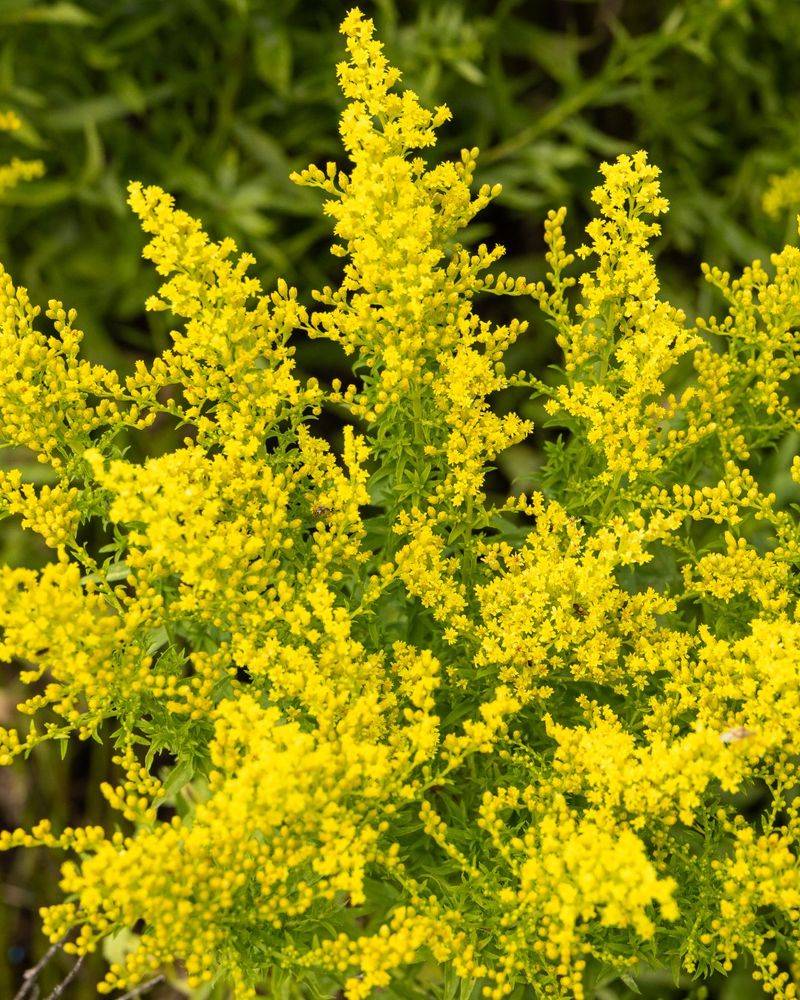 Keep Goldenrod Glowing Into Fall