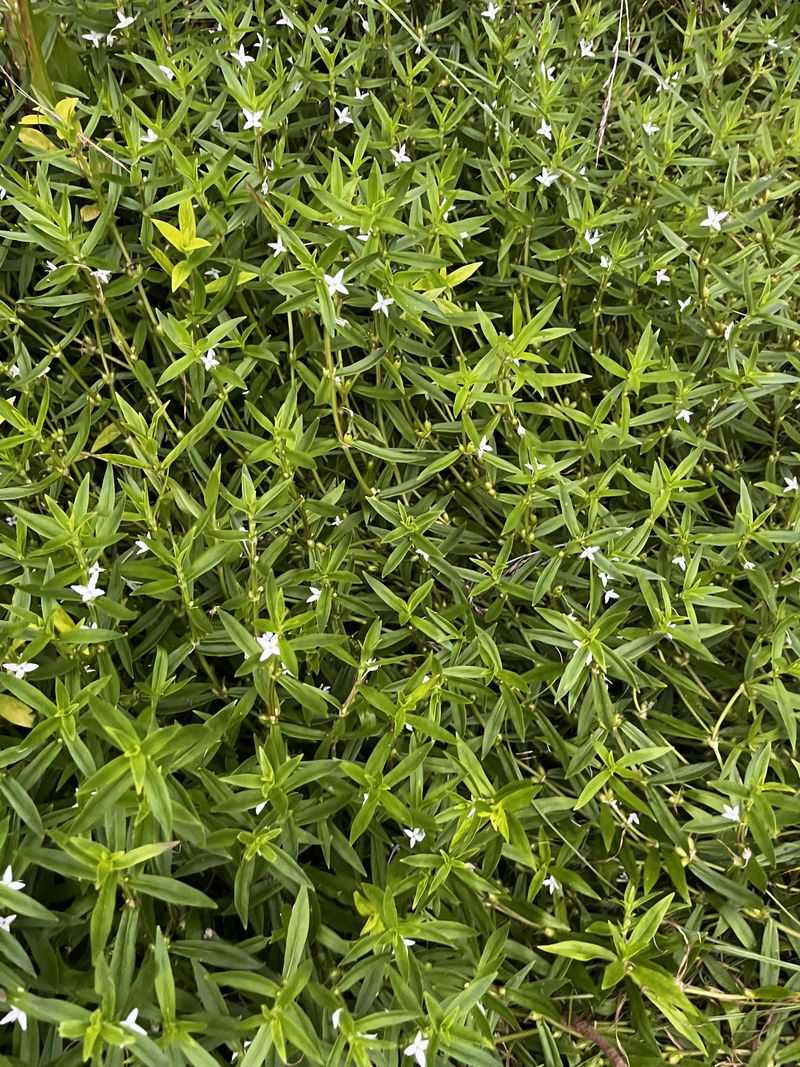 Keep Groundcover For Daytime Protection