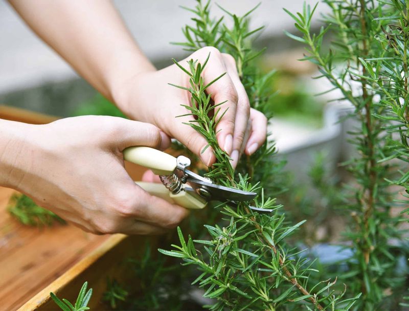 Keep Harvesting Through The End Of Summer