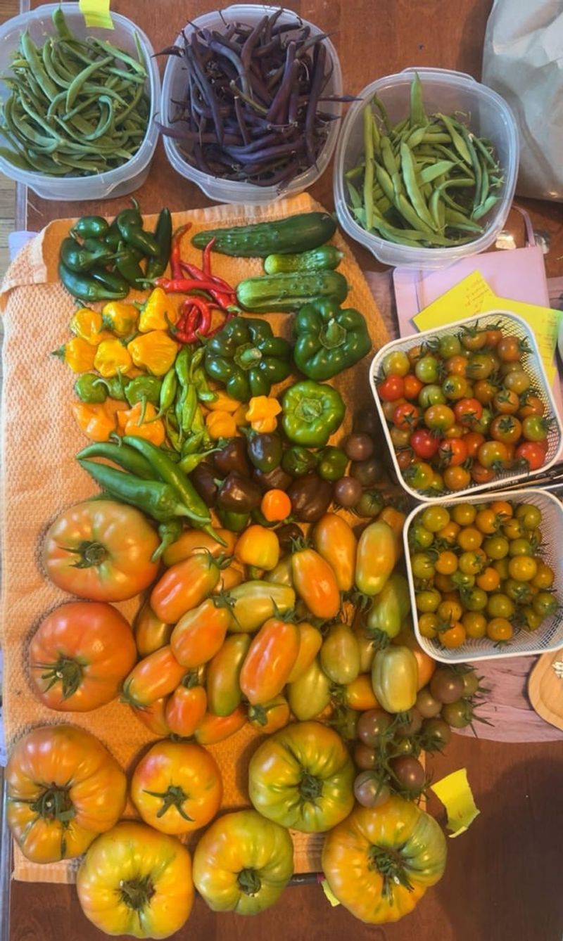Keep Harvesting Tomatoes, Peppers, And Beans Often Keep Harvesting Tomatoes, Peppers, And Beans Often