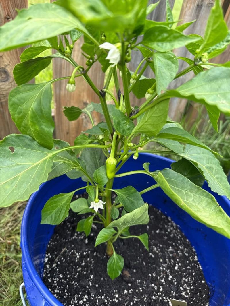Keep Healthy Foliage Around The Fruit Keep Healthy Foliage Around The Fruit