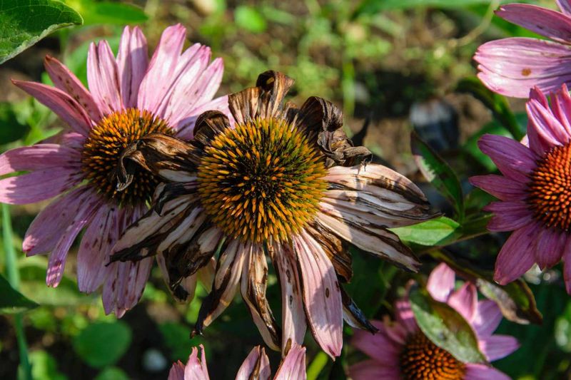Keep Healthy Green Foliage In Place