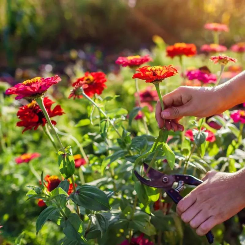Keep Healthy Leaves Working While New Flowering Stems Develop Keep Healthy Leaves Working While New Flowering Stems Develop