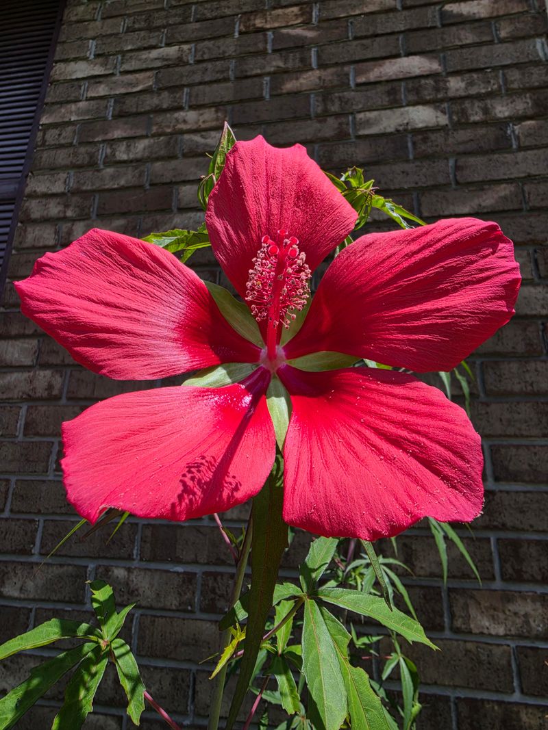 Keep Hibiscus Blooms In The Rotation