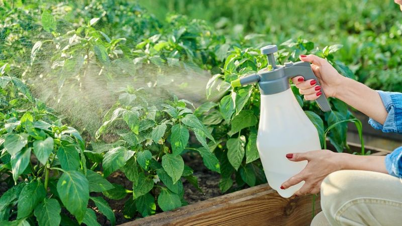 Keep Horticultural Oil Off Hot Shrubs Keep Horticultural Oil Off Hot Shrubs