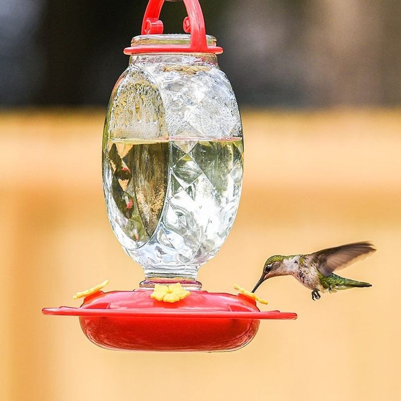 Keep Hummingbird Feeders Fresh Keep Hummingbird Feeders Fresh