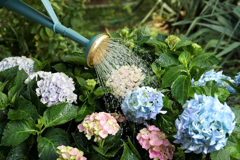 Keep Hydrangeas Deeply And Consistently Watered Keep Hydrangeas Deeply And Consistently Watered