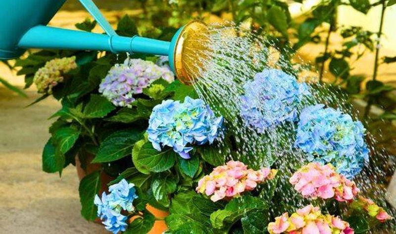 Keep Hydrangeas Deeply Watered Keep Hydrangeas Deeply Watered