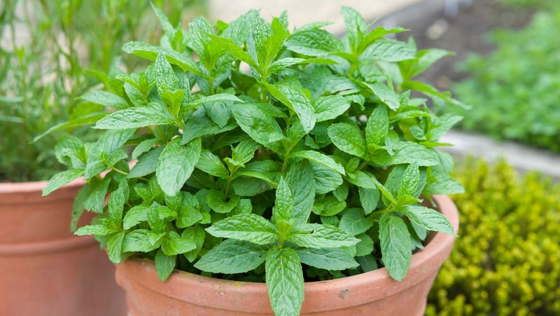 Keep It In Pots To Stop It From Spreading Keep It In Pots To Stop It From Spreading