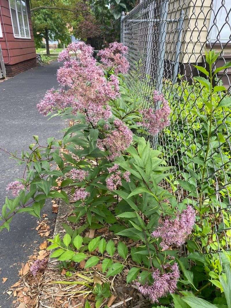 Keep Joe Pye Weed Stems Standing Keep Joe Pye Weed Stems Standing
