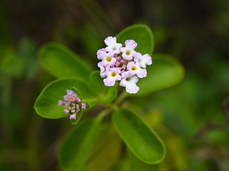 Keep Lantana In Full Sun Keep Lantana In Full Sun