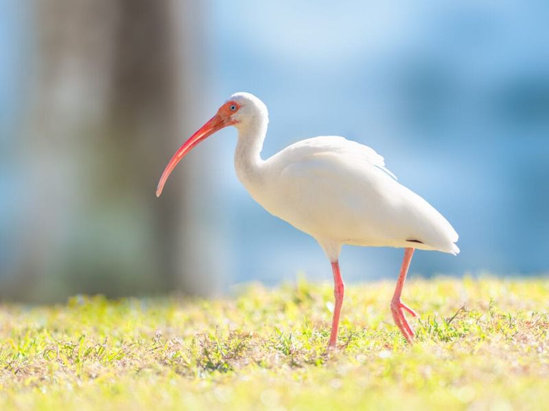 Keep Lawns Bird Friendly Without Creating Problems