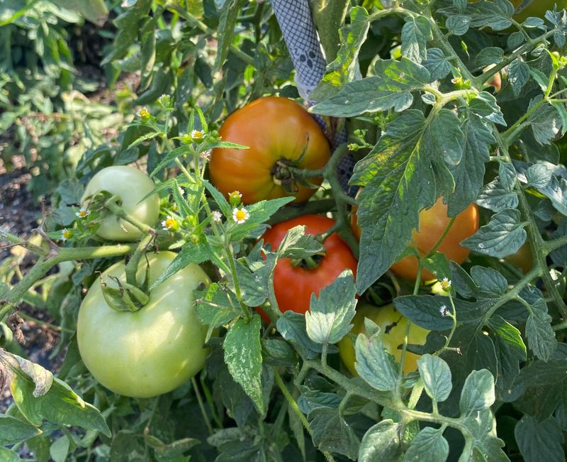 Keep Leaves Around Existing Fruit