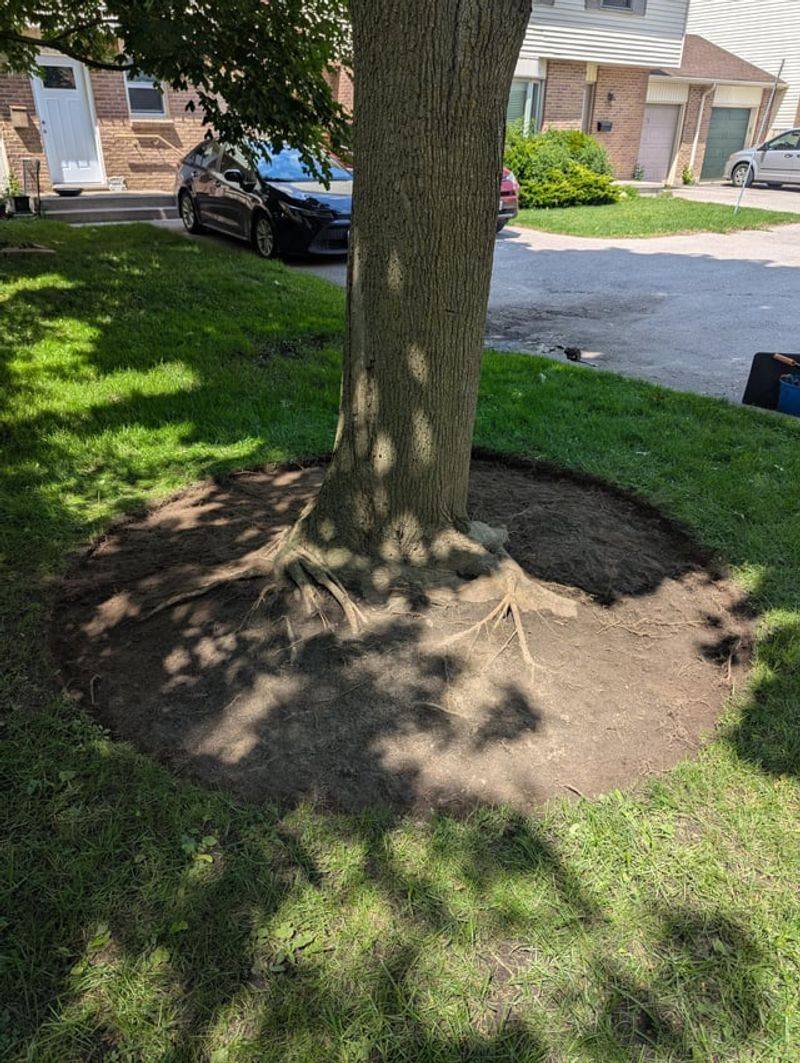Keep Maple Roots Cool Before Autumn Color Arrives Keep Maple Roots Cool Before Autumn Color Arrives