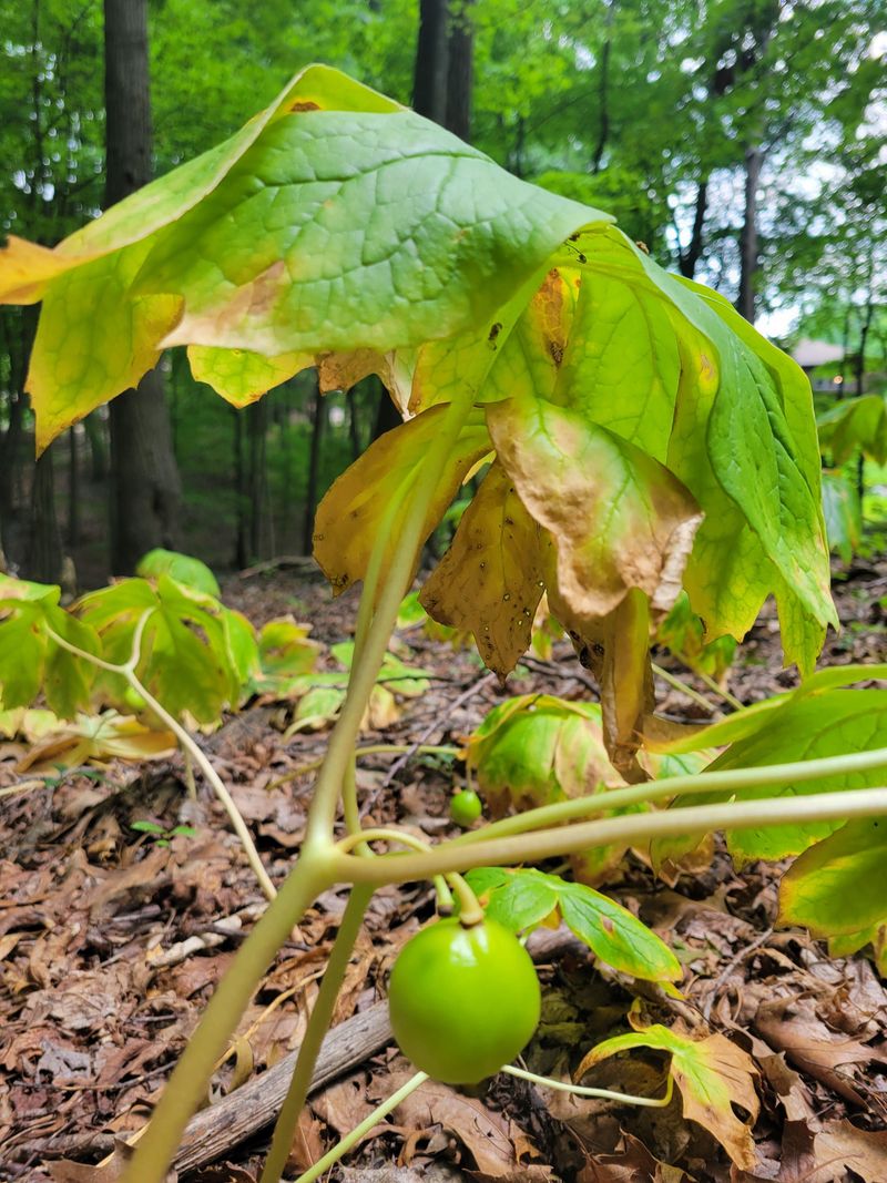 Keep Mayapple Fruit And Roots Untouched