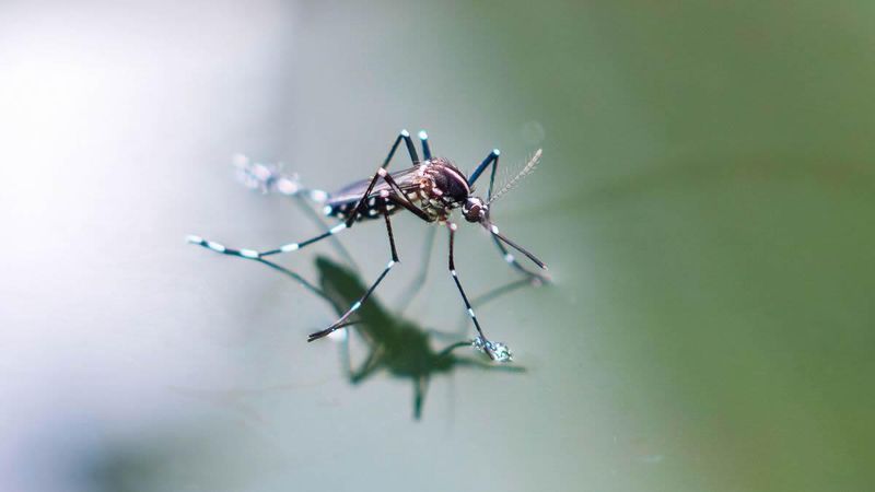Keep Mosquitoes From Taking Over