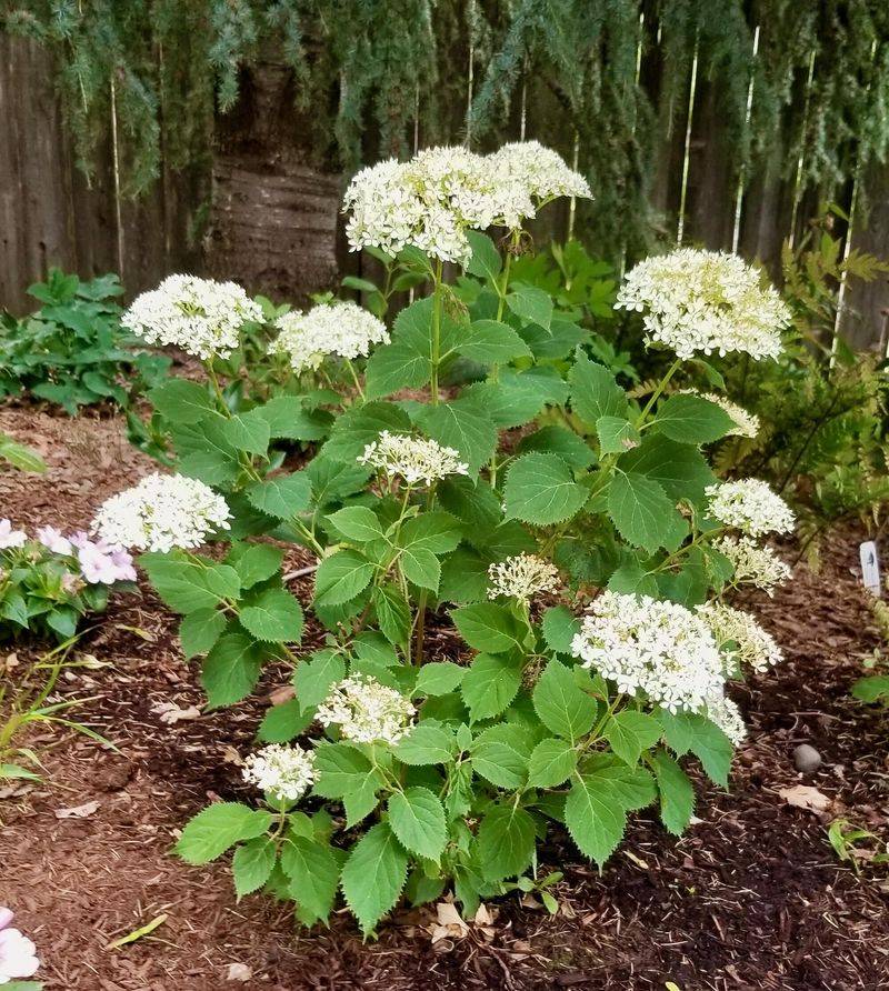 Keep Mulch Around The Roots To Hold Moisture