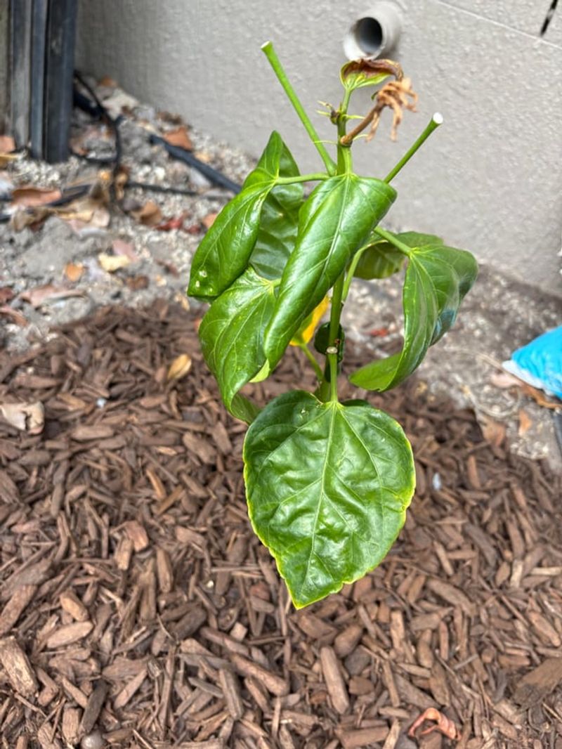 Keep Mulch Away From The Main Stems