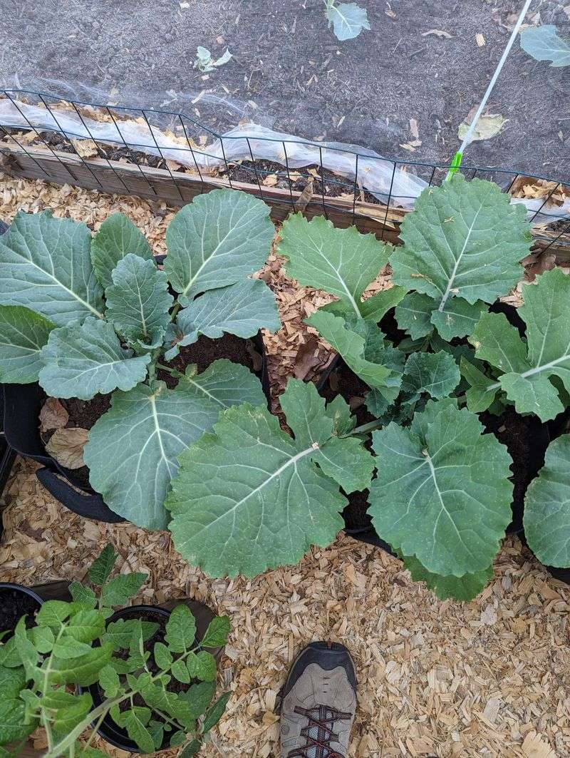 Keep Mulch From The Crown