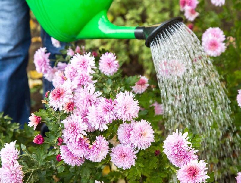 Keep Mums Evenly Watered Keep Mums Evenly Watered