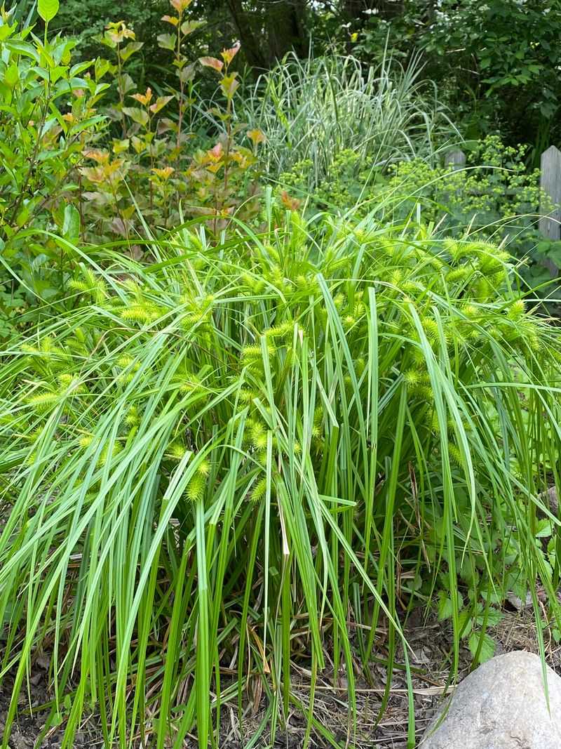 Keep Native Sedges Around Moist Edges Keep Native Sedges Around Moist Edges