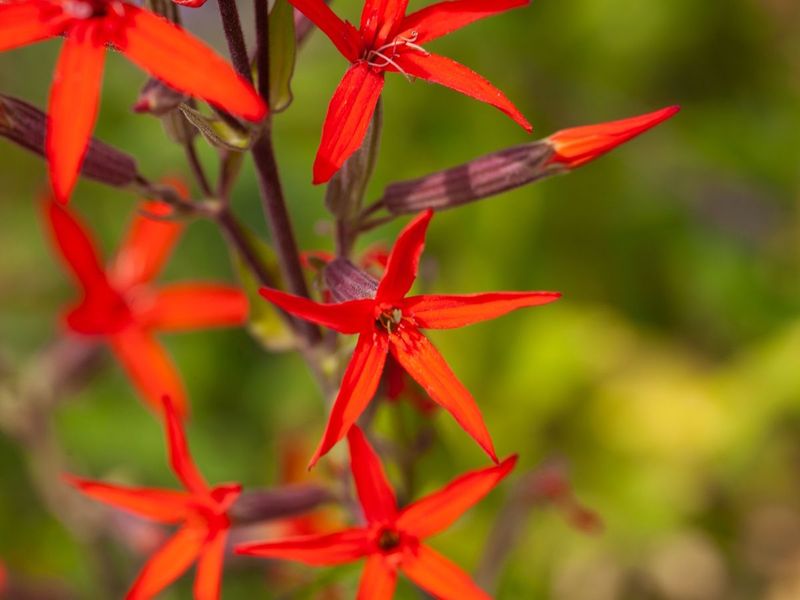 Keep Nectar Flowers Going When Earlier Blooms Begin To Fade