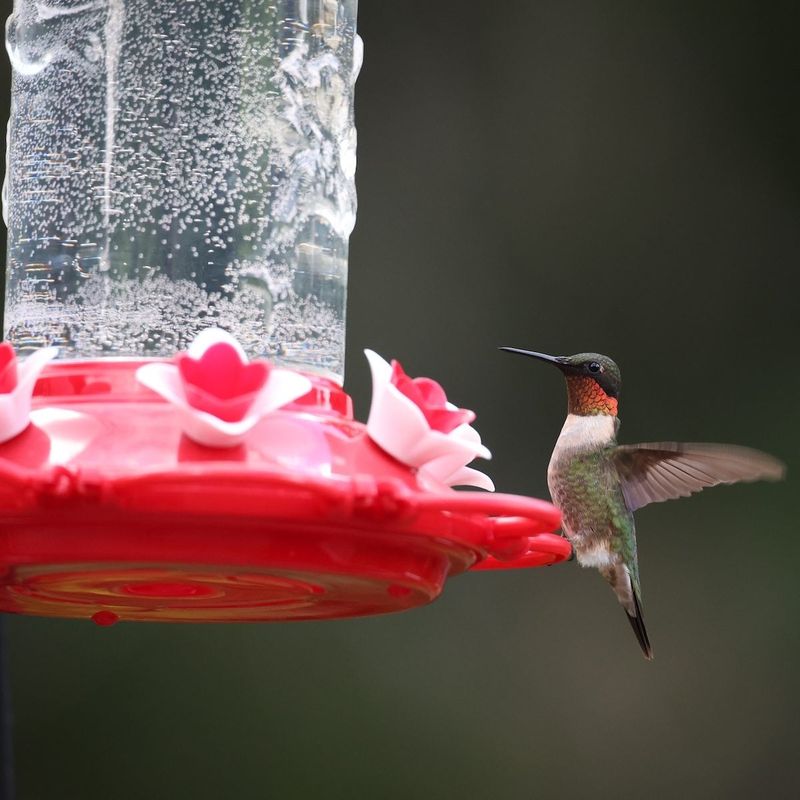 Keep Nectar Fresh In Late-Summer Heat Keep Nectar Fresh In Late-Summer Heat