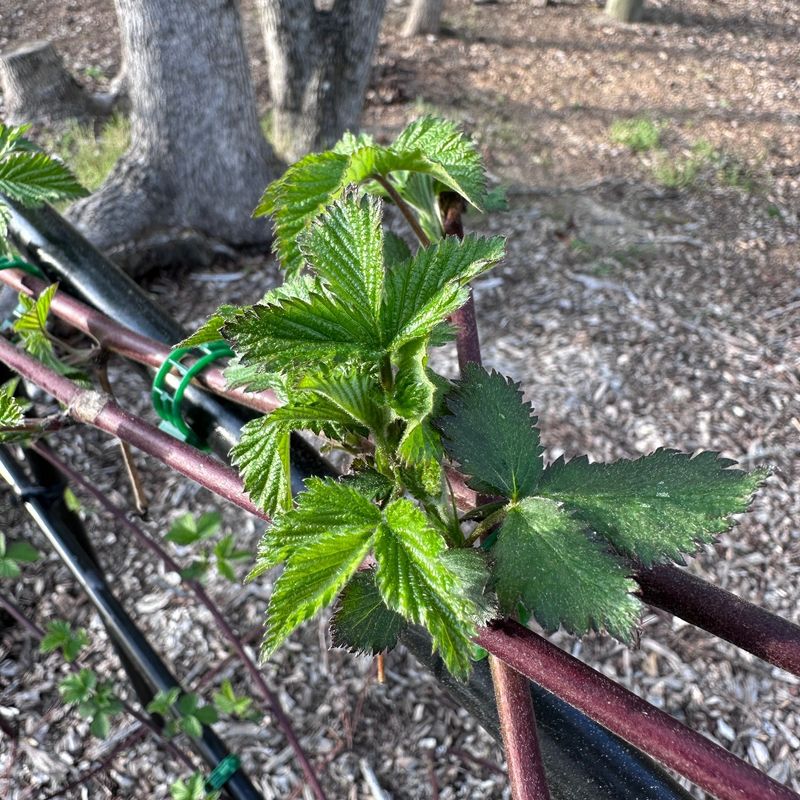 Keep New Green Canes For Next Year
