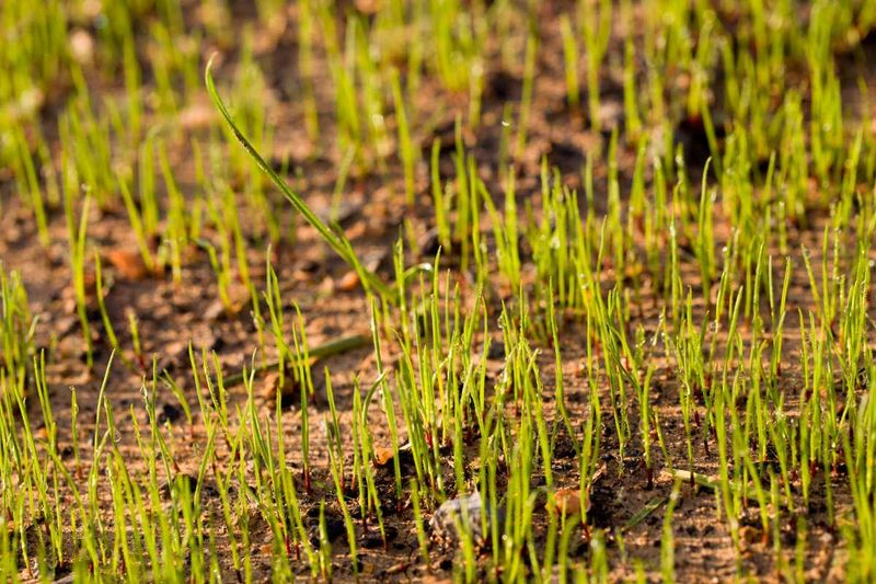 Keep New Seed Moist Without Saturating It Keep New Seed Moist Without Saturating It