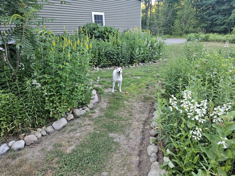 Keep Paths Wide And Free Of Tall Vegetation Keep Paths Wide And Free Of Tall Vegetation