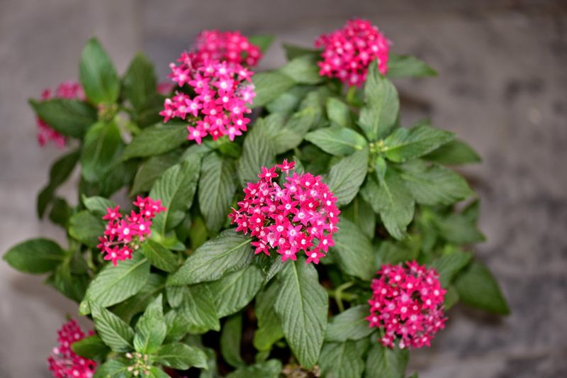 Keep Pentas Going With Steady Moisture