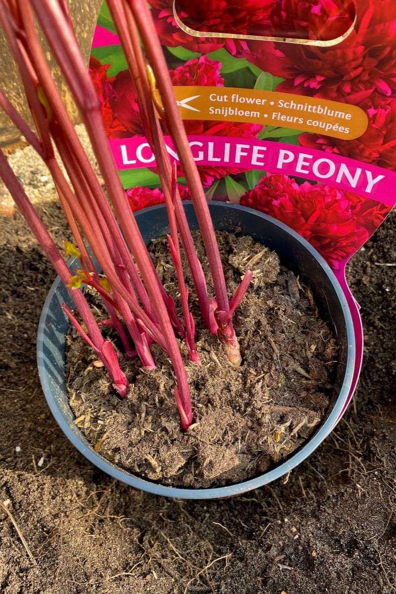 Keep Peony Eyes Just Two Inches Deep