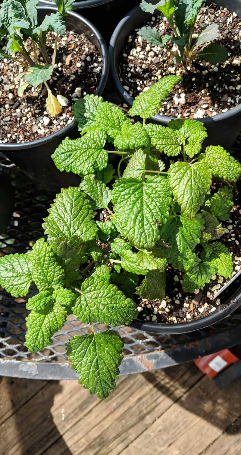 Keep Peppermint Moist Without Soaking The Roots