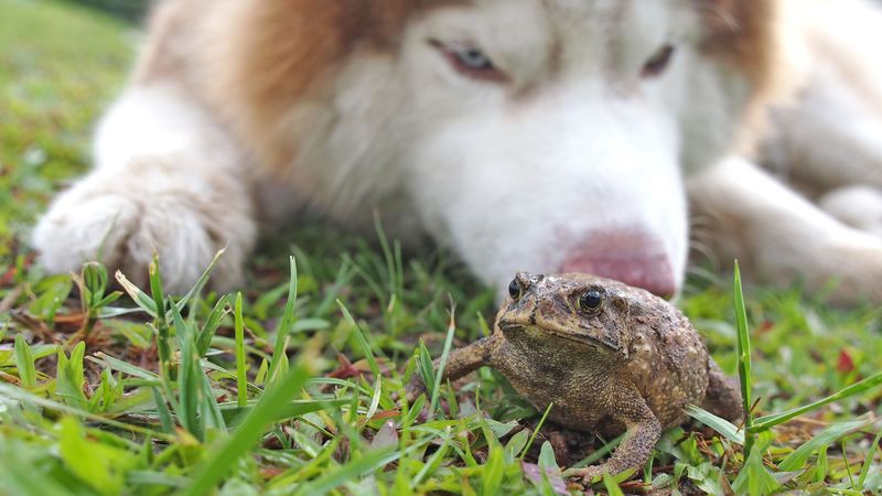 Keep Pets Safe Around Visiting Toads Keep Pets Safe Around Visiting Toads